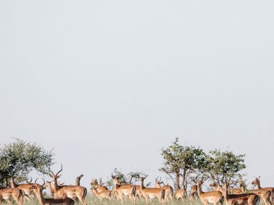impalas2