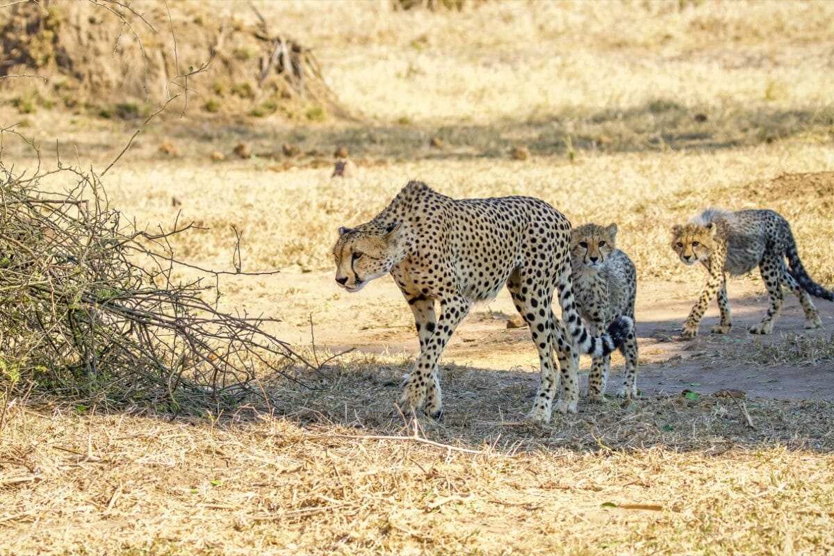 Cheetah & Cubs at Mahove